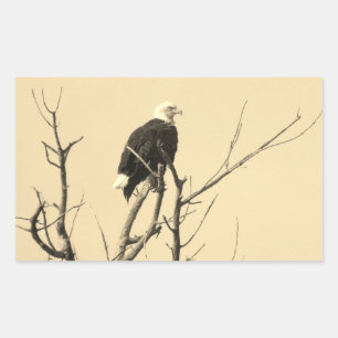Pegatinas del águila salvaje