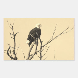Pegatinas del águila salvaje