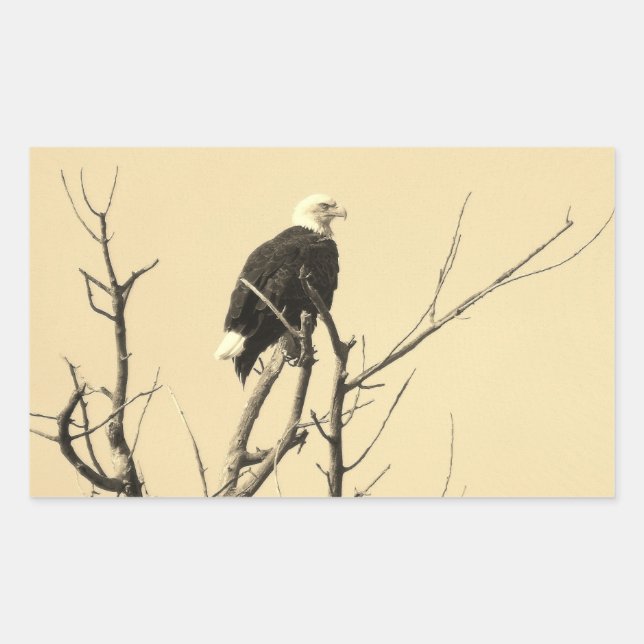 Pegatinas del águila salvaje (Anverso)
