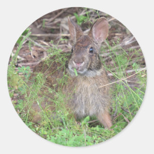 Pegatinas del almuerzo de la comida del Conejo de 