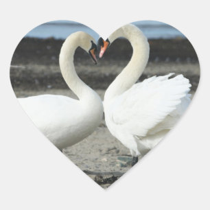 Pegatinas del amor del cisne