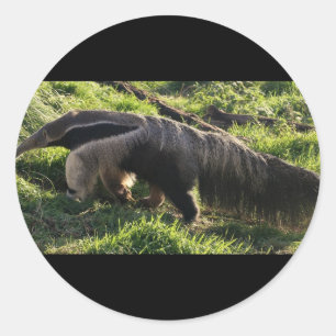 Pegatinas del Anteater gigante
