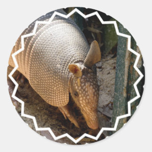 Pegatinas del armadillo