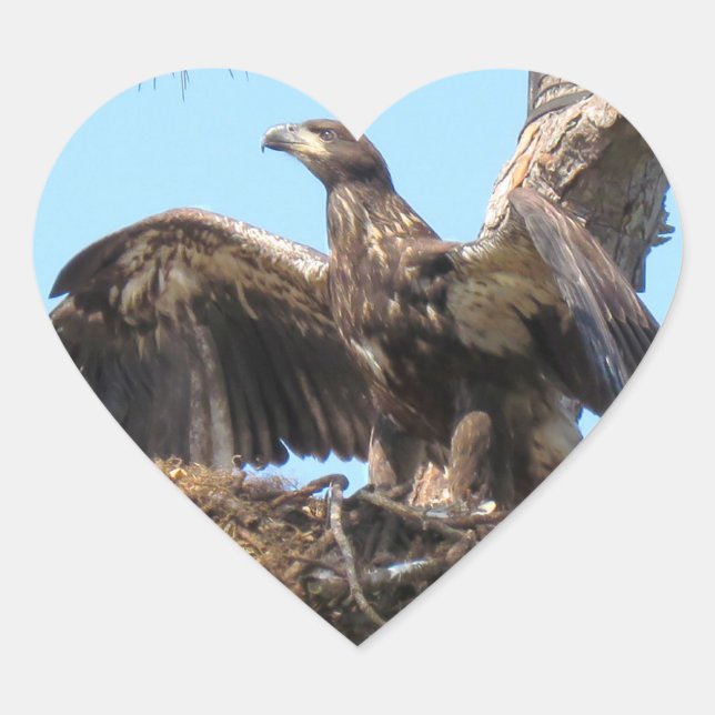 Pegatinas del Bald Eagle Open Wings (Anverso)