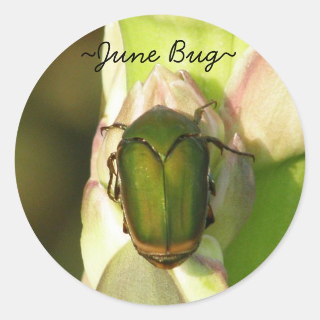 Pegatinas del Bug de Junio (Anverso)
