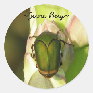 Pegatinas del Bug de Junio