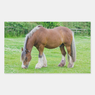 Pegatinas del caballo