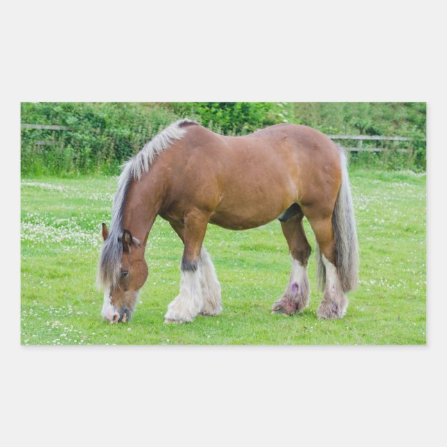 Pegatinas del caballo (Anverso)