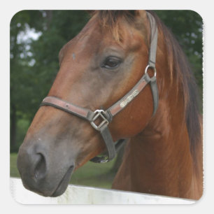 Pegatinas del caballo de la castaña dulce