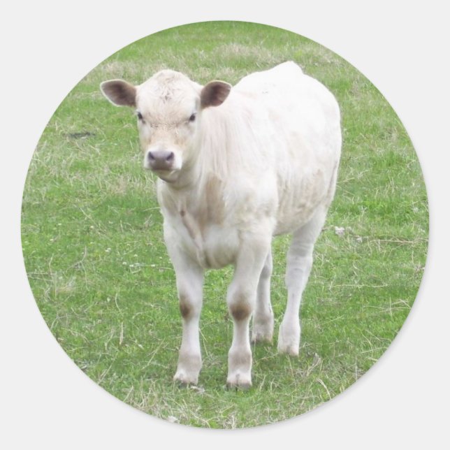 Pegatinas del Calf Blanco (Anverso)