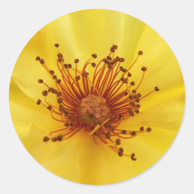 Pegatinas del Centro de Rosas Amarillas (Anverso)