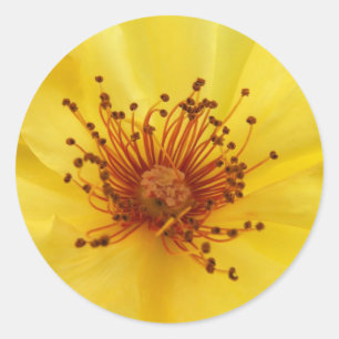 Pegatinas del Centro de Rosas Amarillas