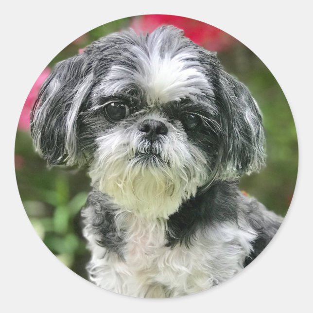 Pegatinas del Chica Shih Tzu (Anverso)