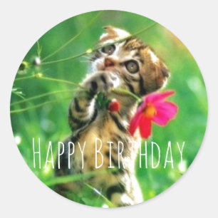 Pegatinas del Círculo Gatito Feliz Cumpleaños