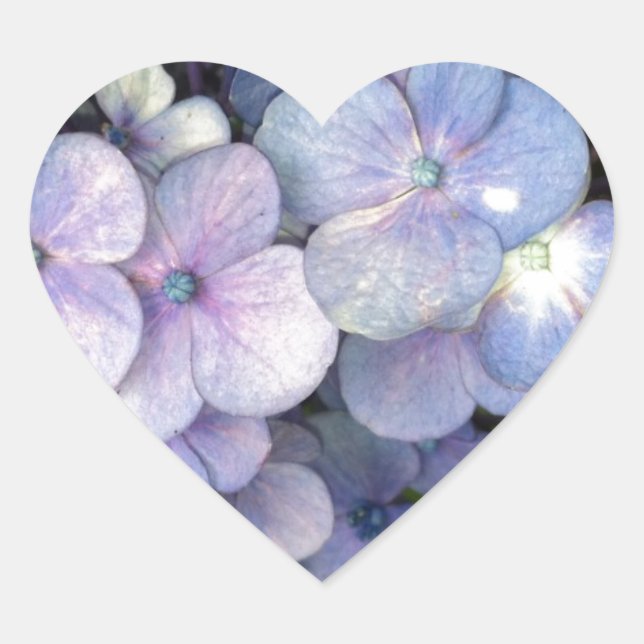 Pegatinas del corazón de Blue Purple Hydrangea (Anverso)