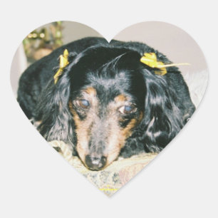 Pegatinas DEL CORAZÓN DE DACHSHUND - HOJA 20 - REG