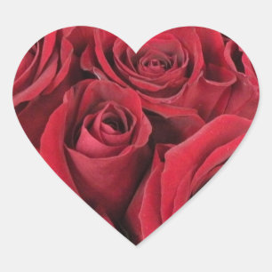 Pegatinas del corazón de las rosas rojas
