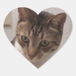 Pegatinas del corazón de Tabby Brown