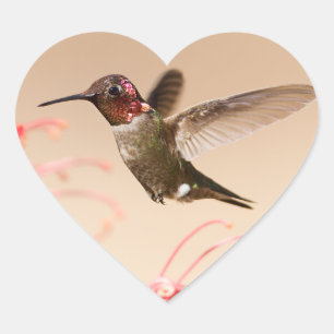 Pegatinas del corazón del colibrí del el día de
