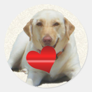 Pegatinas del corazón del labrador amarillo