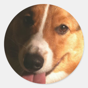 Pegatinas del Corgi Galés de la rebeca