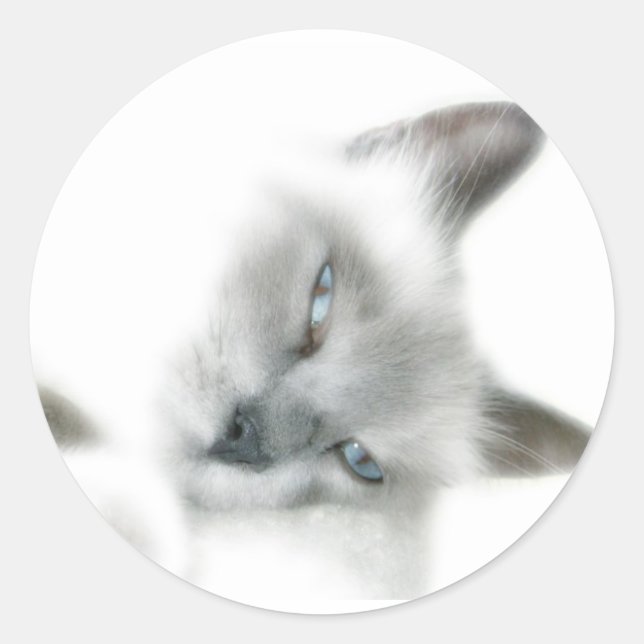 Pegatinas del gato (Anverso)