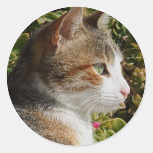 Pegatinas del gato
