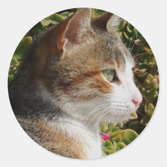 Pegatinas del gato (Anverso)
