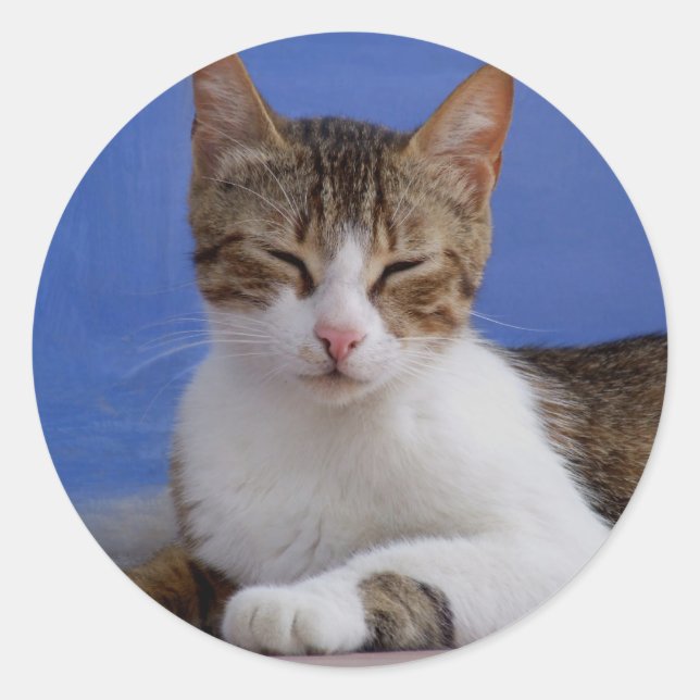 Pegatinas del gato (Anverso)