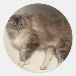 Pegatinas del gato