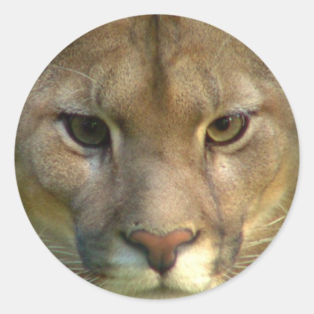 Pegatinas del gato de la montaña Puma (Anverso)