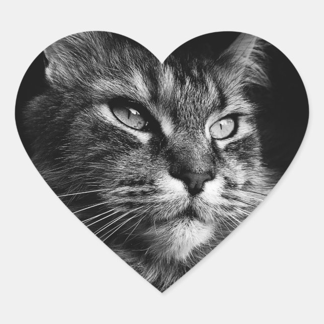 Pegatinas del gato Maine Coon (Anverso)