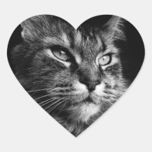 Pegatinas del gato Maine Coon