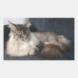 Pegatinas del gato Maine Coon