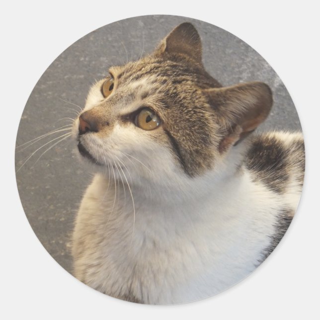 pegatinas del gato personalizado (Anverso)