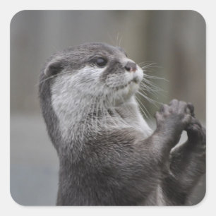 Pegatinas del genio de la nutria