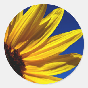 Pegatinas del girasol