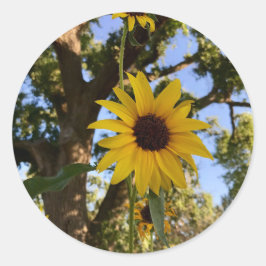 Pegatinas del girasol