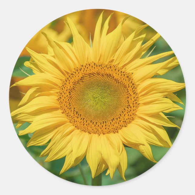Pegatinas del girasol (Anverso)