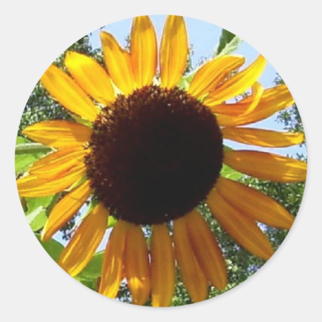 Pegatinas del girasol (Anverso)