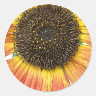 Pegatinas del girasol naranja