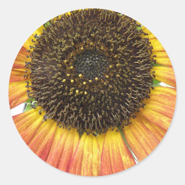 Pegatinas del girasol naranja (Anverso)