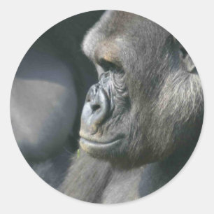 Pegatinas del gorila de montaña