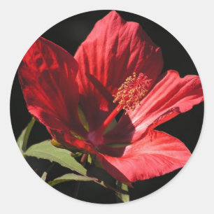Pegatinas del Gran Hibiscus Rojo (Hibiscus coccine