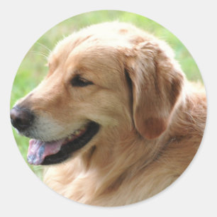Pegatinas del grupo Golden Retriever