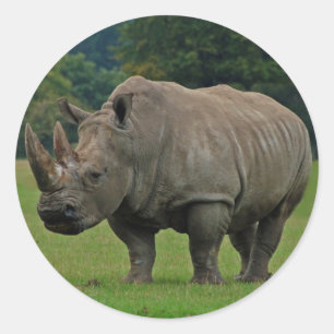 Pegatinas del Hippopotamus