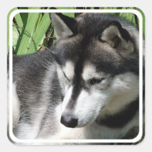 Pegatinas del husky siberiano