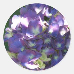 Pegatinas del Hydrangea