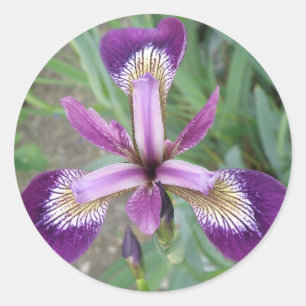 Pegatinas del iris morado