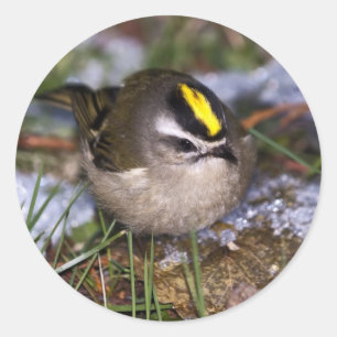 Pegatinas del Kinglet, coronado de oro